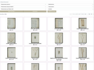 Screenshot der Webseite.