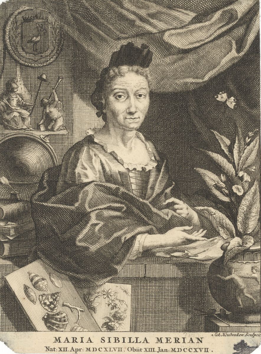 Portrait Maria Sibilla Merian.
