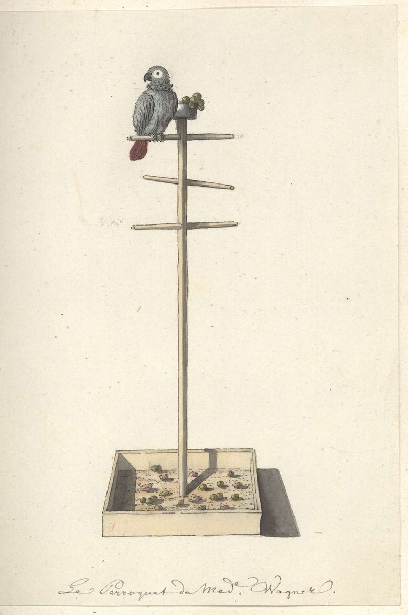 Zeichnung eines Papageis.